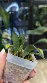 Hoya lacunosa Souma #5 - obrazek 4