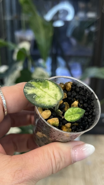 Hoya Mathilde variegata