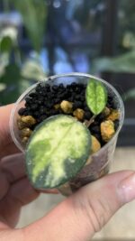 Hoya 'Mathilde' variegata #1 - obrazek 2