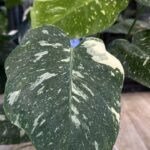 Monstera Thai Constellation Creme Brulee