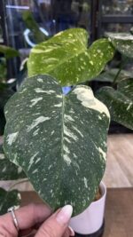 Monstera Thai Constellation Creme Brulee