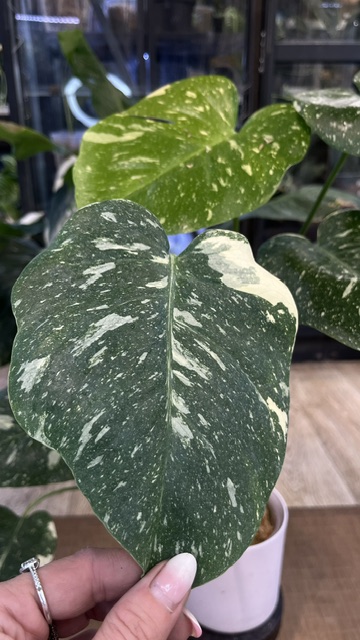 Monstera Thai Constellation Creme Brulee