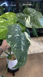 Monstera Thai Constellation Creme Brulée #1 - obrazek 3