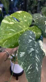 Monstera Thai Constellation Creme Brulée #1 - obrazek 4