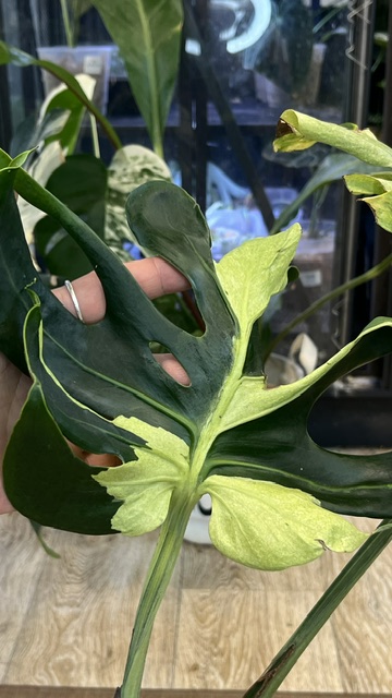 Monstera masterpiece