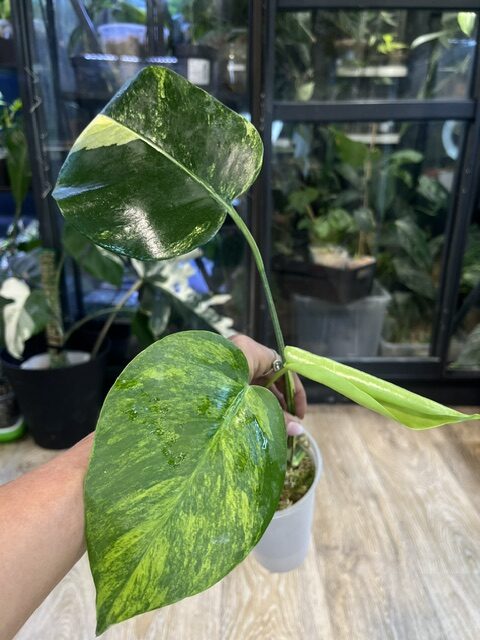Monstera aurea variegata Marmorata (3) Monstera Yellow variegata / Marmorata
