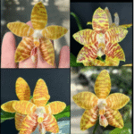 Phalaenopsis amboinensis 'LDAM', rzadki botaniczny storczyk o woskowych, złocistych płatkach w cynamonowe prążki, Variegarden.
