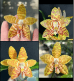 Phalaenopsis amboinensis 'LDAM', rzadki botaniczny storczyk o woskowych, złocistych płatkach w cynamonowe prążki, Variegarden.