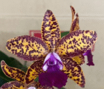 Cattleya Leopard Lou 'Satay', kolekcjonerski storczyk o złocisto-miodowych płatkach w gęste purpurowe cętki i ciemnofioletowej warżce, Variegarden.