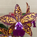 Cattleya Leopard Lou 'Satay', kolekcjonerski storczyk o złocisto-miodowych płatkach w gęste purpurowe cętki i ciemnofioletowej warżce, Variegarden.