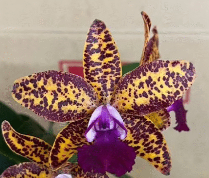 Cattleya Leopard Lou 'Satay', kolekcjonerski storczyk o złocisto-miodowych płatkach w gęste purpurowe cętki i ciemnofioletowej warżce, Variegarden.