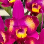 Cattleya Hawaiian Splash 'Lea' BM/JOGA, utytułowany storczyk kolekcjonerski o fuksjowo-żółtych płatkach typu splash i purpurowej warżce, Variegarden.