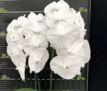Phalaenopsis Charming Crystal Water '1288', spektakularny storczyk kolekcjonerski o gigantycznych, śnieżnobiałych kwiatach tworzących gęstą kaskadę, Variegarden.