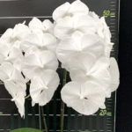 Phalaenopsis Charming Crystal Water '1288', spektakularny storczyk kolekcjonerski o gigantycznych, śnieżnobiałych kwiatach tworzących gęstą kaskadę, Variegarden.