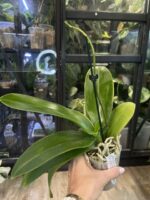 Phalaenopsis Charming Crystal Water '1288' / storczyk #1 - obrazek 5