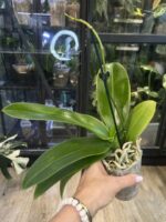 Phalaenopsis Charming Crystal Water '1288' / storczyk #1 - obrazek 6