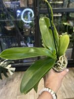 Phalaenopsis Charming Crystal Water '1288' / storczyk #1 - obrazek 3