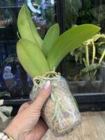 Phalaenopsis Charming Crystal Water '1288' / storczyk #1 - obrazek 2