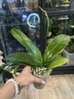 Phalaenopsis Charming Crystal Water '1288' / storczyk #1 - obrazek 4