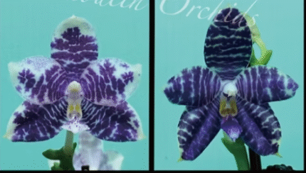 Phalaenopsis Lioulin Blue Wave x LL Blue Wave, unikatowy storczyk kolekcjonerski o woskowych, niebiesko-fioletowych płatkach w falisty, marmurkowy wzór, Variegarden.