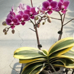 Phalaenopsis Chia E Yenlin (variegata), rzadki storczyk kolekcjonerski o żółto-zielonych, pstrych liściach i obfitych, purpurowo-fioletowych kwiatach, Variegarden.