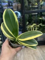 Phalaenopsis Chia E Yenlin (variegata) / storczyk #1 - obrazek 2