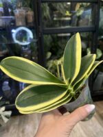 Phalaenopsis Chia E Yenlin (variegata) / storczyk #1 - obrazek 3