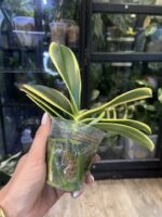 Phalaenopsis Chia E Yenlin (variegata) / storczyk #1 - obrazek 4