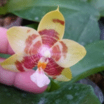Phalaenopsis Chienlung Sweet Heart, unikatowy storczyk botaniczny o woskowych, złocisto-żółtych płatkach z bordowym paskowanym wzorem i różową warżką, Variegarden.