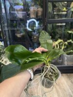 Phalaenopsis Chienlung Sweet Heart / storczyk #1 - obrazek 7