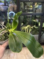 Phalaenopsis Chienlung Sweet Heart / storczyk #1 - obrazek 2