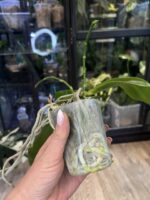 Phalaenopsis Chienlung Sweet Heart / storczyk #1 - obrazek 3