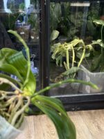 Phalaenopsis Chienlung Sweet Heart / storczyk #1 - obrazek 4