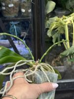 Phalaenopsis Chienlung Sweet Heart / storczyk #1 - obrazek 5