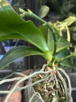 Phalaenopsis Chienlung Sweet Heart / storczyk #1 - obrazek 6