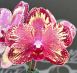 Phalaenopsis I-Hsin The Big Bang '959', spektakularny storczyk kolekcjonerski o woskowych, purpurowo-malinowych płatkach z gęstym wzorem piegów i jasną krawędzią, Variegarden.