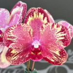 Phalaenopsis I-Hsin The Big Bang '959', spektakularny storczyk kolekcjonerski o woskowych, purpurowo-malinowych płatkach z gęstym wzorem piegów i jasną krawędzią, Variegarden.