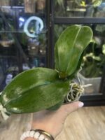 Phalaenopsis I-Hsin The Big Bang '959' / storczyk #1 - obrazek 2