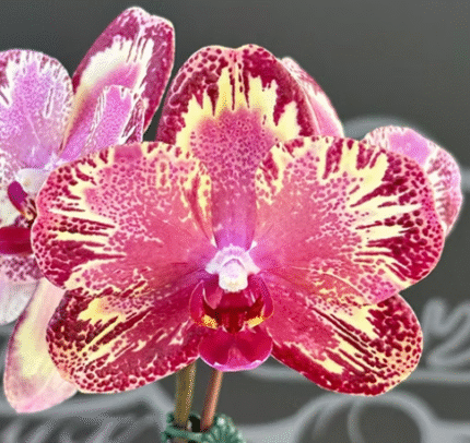 Phalaenopsis I-Hsin The Big Bang '959', spektakularny storczyk kolekcjonerski o woskowych, purpurowo-malinowych płatkach z gęstym wzorem piegów i jasną krawędzią, Variegarden.