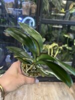 Phalaenopsis I-Hsin The Big Bang '959' / storczyk #1 - obrazek 3