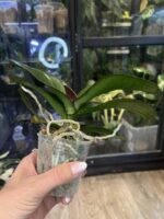 Phalaenopsis I-Hsin The Big Bang '959' / storczyk #1 - obrazek 4
