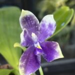 Phalaenopsis Lioulin Blue Peacock x KS Blue Ludde - KM3593, unikatowy storczyk kolekcjonerski o gwiaździstych, niebiesko-fioletowych kwiatach z marmurkowym wzorem i fioletową warżką, Variegarden.