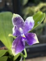 Phalaenopsis Lioulin Blue Peacock x KS Blue Ludde - KM3593, unikatowy storczyk kolekcjonerski o gwiaździstych, niebiesko-fioletowych kwiatach z marmurkowym wzorem i fioletową warżką, Variegarden.