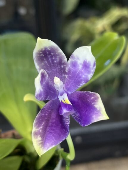 Phalaenopsis Lioulin Blue Peacock x KS Blue Ludde - KM3593, unikatowy storczyk kolekcjonerski o gwiaździstych, niebiesko-fioletowych kwiatach z marmurkowym wzorem i fioletową warżką, Variegarden.