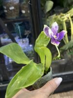 Phalaenopsis Lioulin Blue Peacock x KS Blue Ludde / storczyk pachnący #2 - obrazek 4