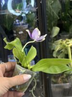 Phalaenopsis Lioulin Blue Peacock x KS Blue Ludde / storczyk pachnący #2 - obrazek 6