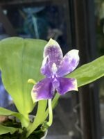 Phalaenopsis Lioulin Blue Peacock x KS Blue Ludde / storczyk pachnący #2 - obrazek 2