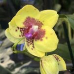 Phalaenopsis Meidarland Smith Queen / storczyk #1