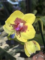 Phalaenopsis Meidarland Smith Queen / storczyk #2
