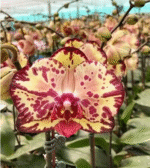 Phalaenopsis Miki Crown '16' SM/TOGA, utytułowany, nagrodzony storczyk kolekcjonerski o woskowych, kremowo-żółtych płatkach z gęstym rubinowym wzorem i ciemnym obramowaniem, Variegarden.